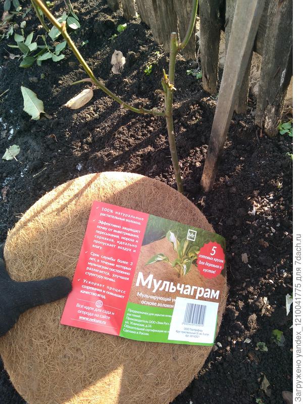 мульча