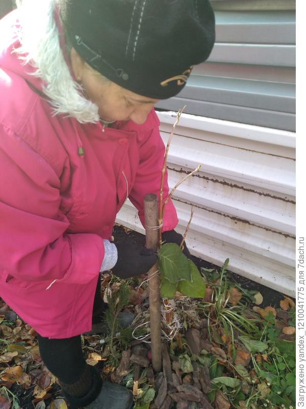 обрезка листвы