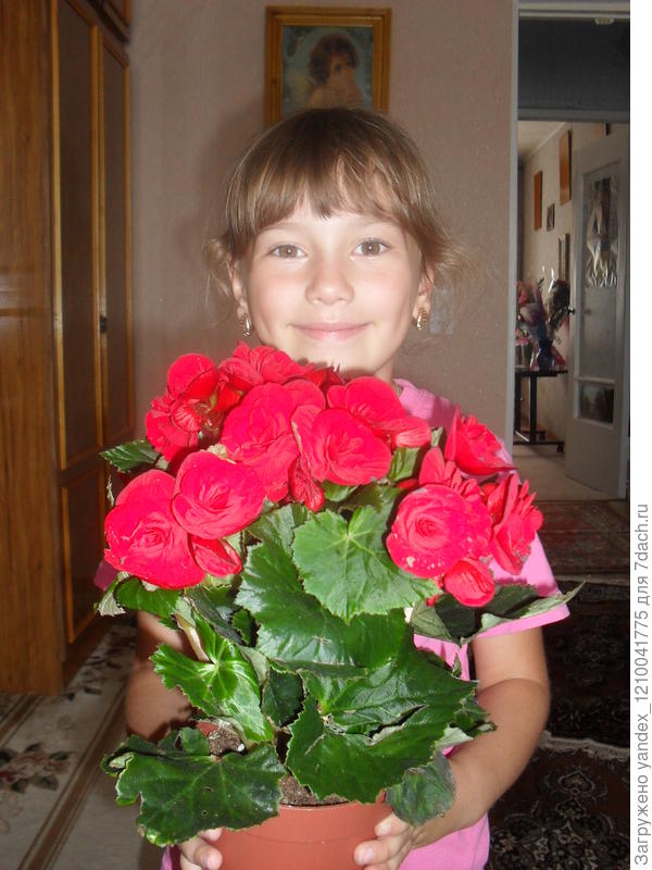 Цветы