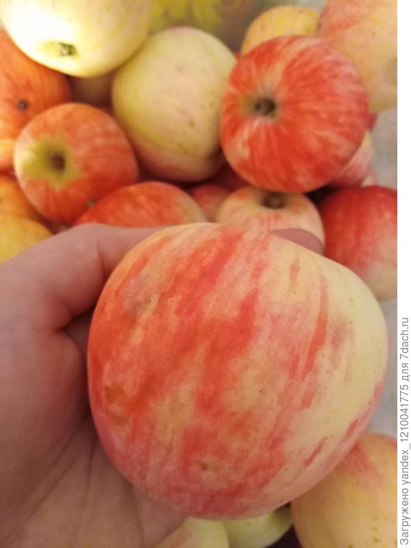 ароматные яблоки