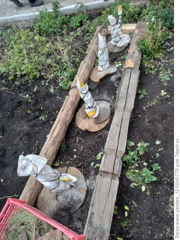 Розы укрываю