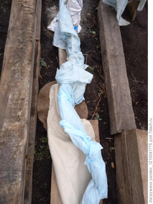 Укрытие винограда