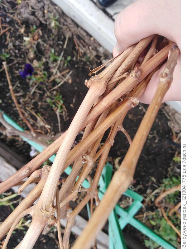 Веточки винограда