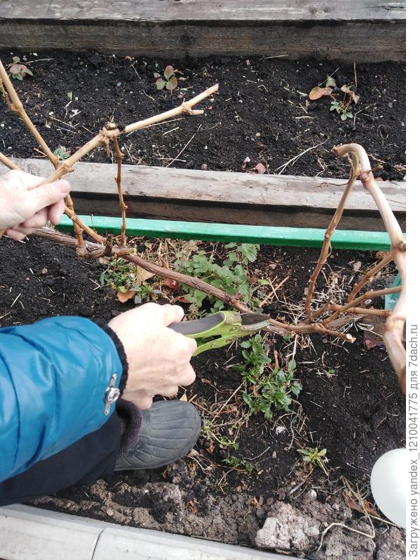 Обрезка винограда