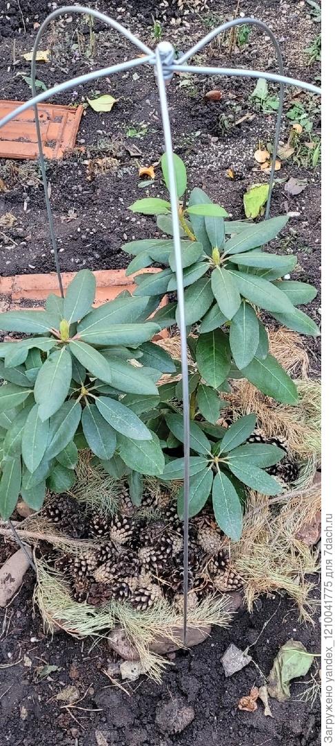 рододендрон