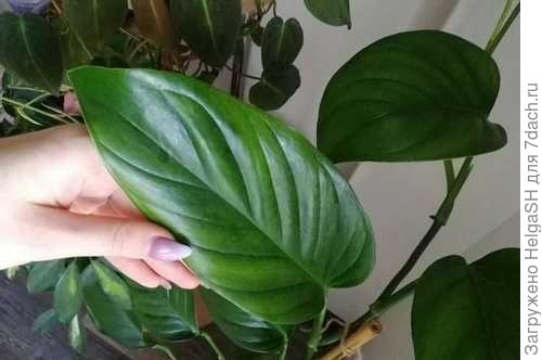 лист монстеры