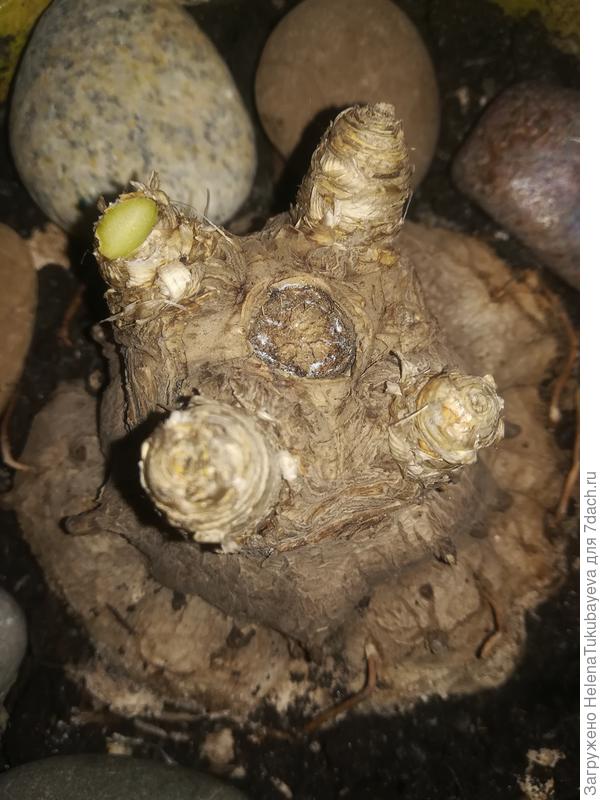 Ребят, спасибо участие. По вашим советам отрезалла кусочек на пробу (на фото видно, что растение живое) однако вкус не был сладких, скорее горький и соосем не напоминает ни сельдерей, ни имбирь. Топинамбур никогда не ела и даже не видела. Очень хочется, чтобы это оказалась калла. Но... бывают ли такие наросты у них.... Что касается размера :высота - 10см. Диаметр верхней части 4см средней 5см и нижней 8см. Побеги (наросты) по 1 см каждая. Запаха не имеет, даже при срезе. Как то так