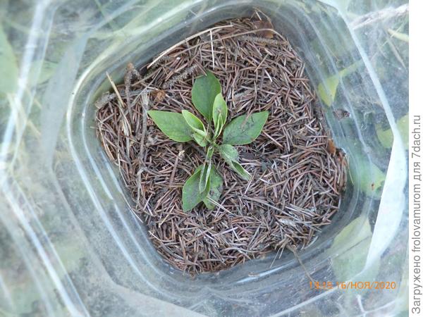 Внутри пластиковой пятилитровой бутылки