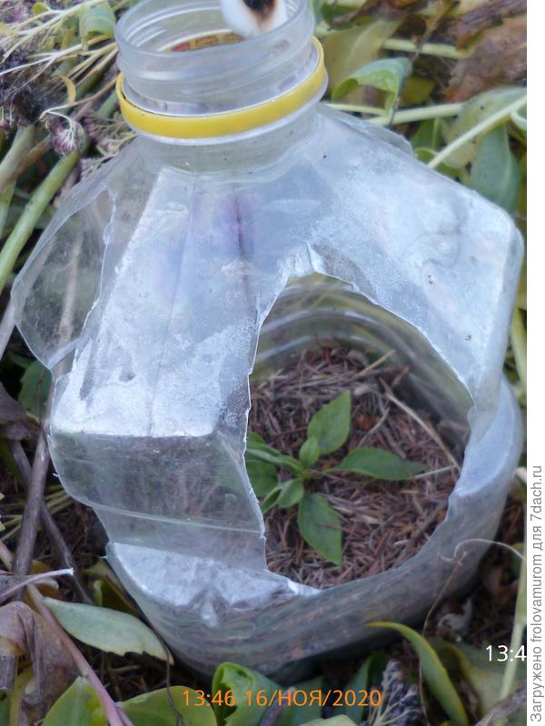 В бутылке прорезаны 4 окошечка