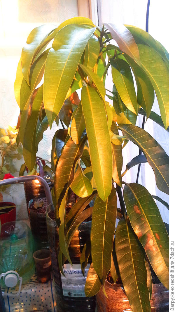 балкон, июнь 2019 , косточки   &quot; привёз &quot; из магнита  вроде или из пятёрочки  щас уже не помню точно ...)))