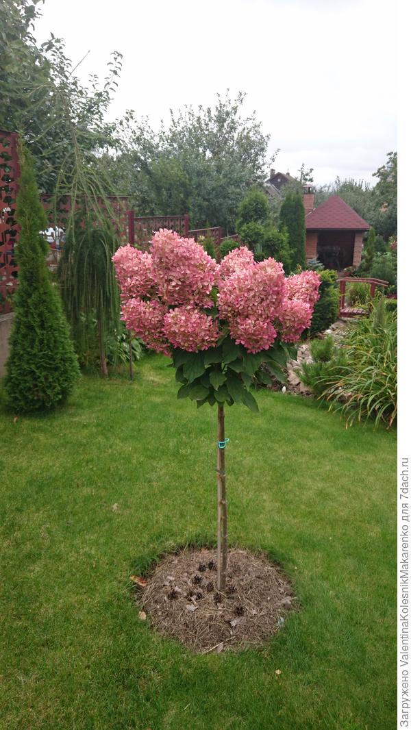 Ванила Фрэйз