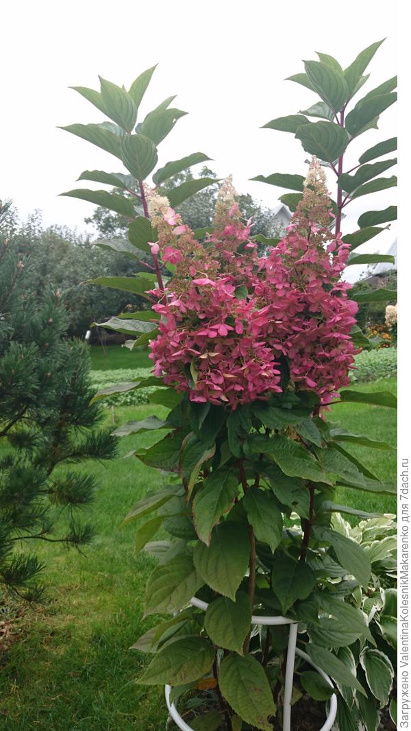 Пинки Винки 2020г