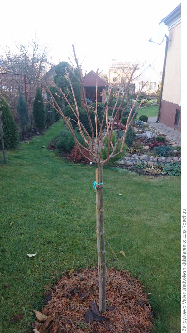 Ванили Фрэйз