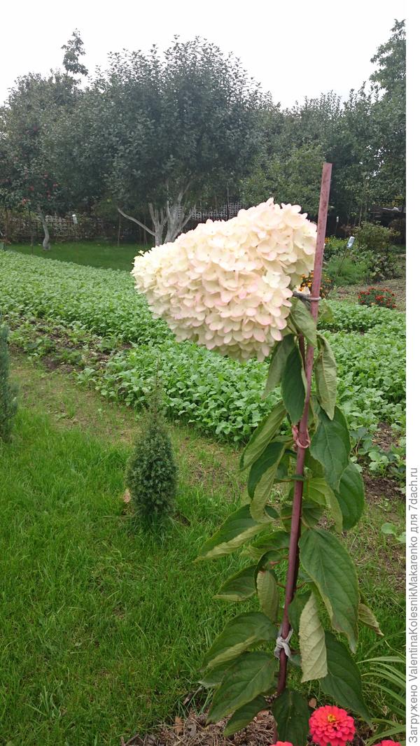 Грандифлора