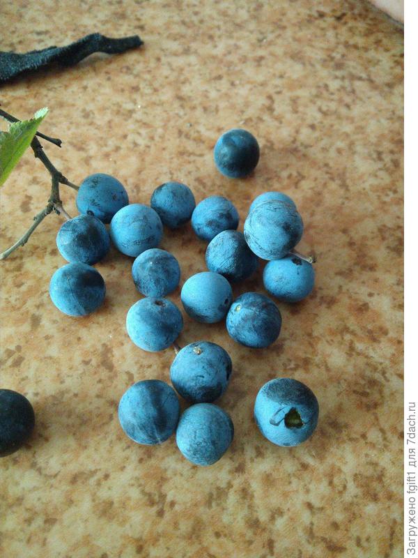 Как это растение называется? Съедобны ли плоды?