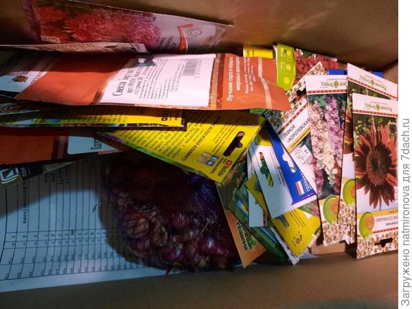 семена и лук севок