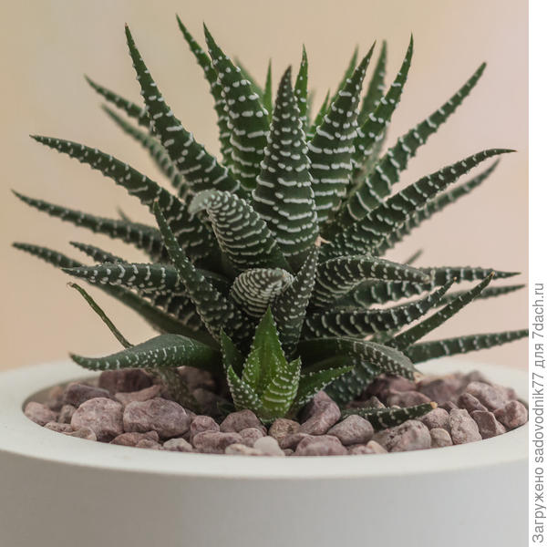 Комнатные растения требуют много внимания