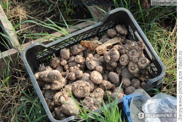 Фото из сети