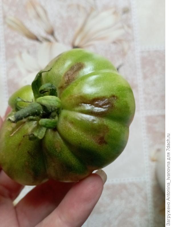 3 экземпляр