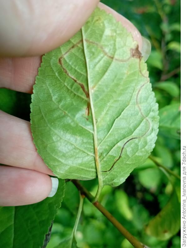 Другой лист