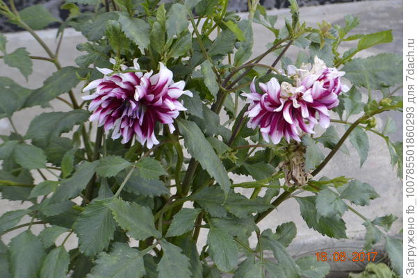 А под деревьями растут вот такие георгины.