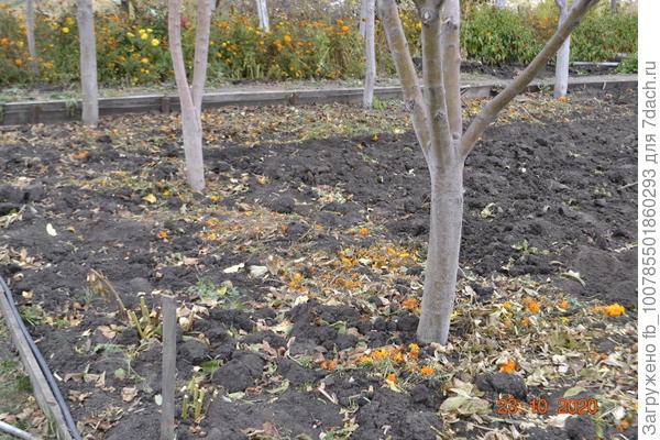 Вот так разбрасываю размельченные ветки по огороду.