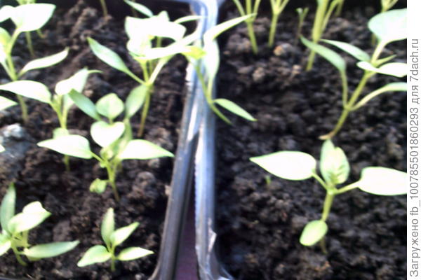 А эта рассада перца этого года.