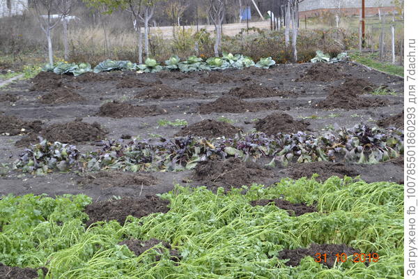 А навоз и навоз-перегной даю осенью под зиму.