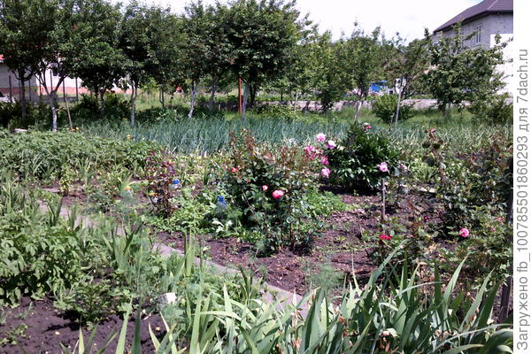 Вот на фото моя вишня,и никакими болезнями не болеют.Я не знаю почему не болеют.