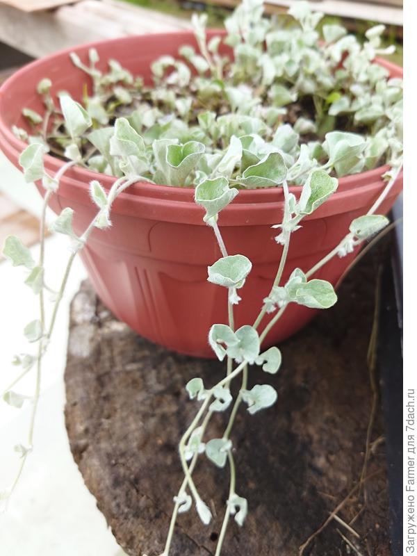 Летний кустик дихондры (июль-август)