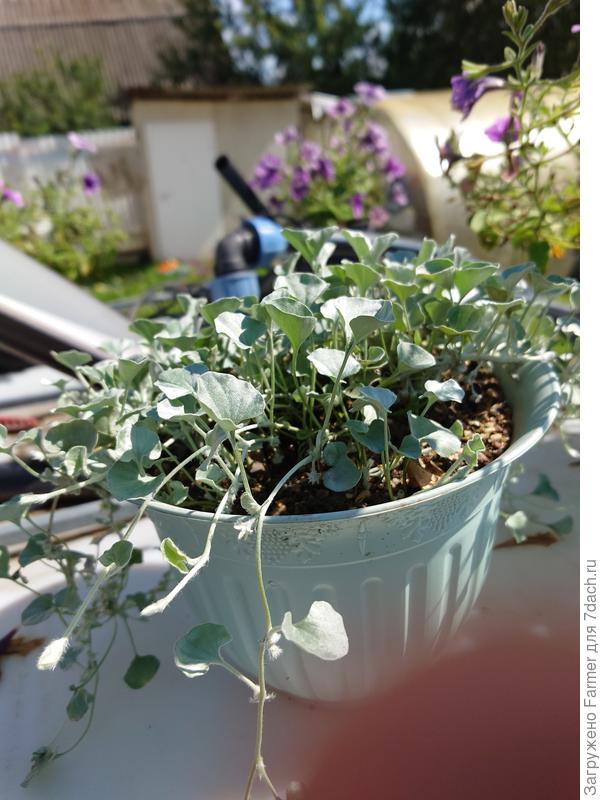 Еще один летний кустик (июль-август)