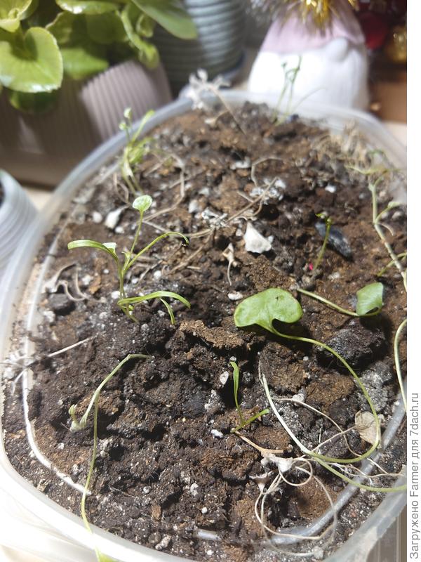 Сейчас: росточки из опавших семян. Печально пока все!