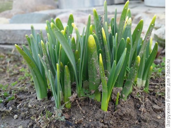 Первые весенние нарциссы