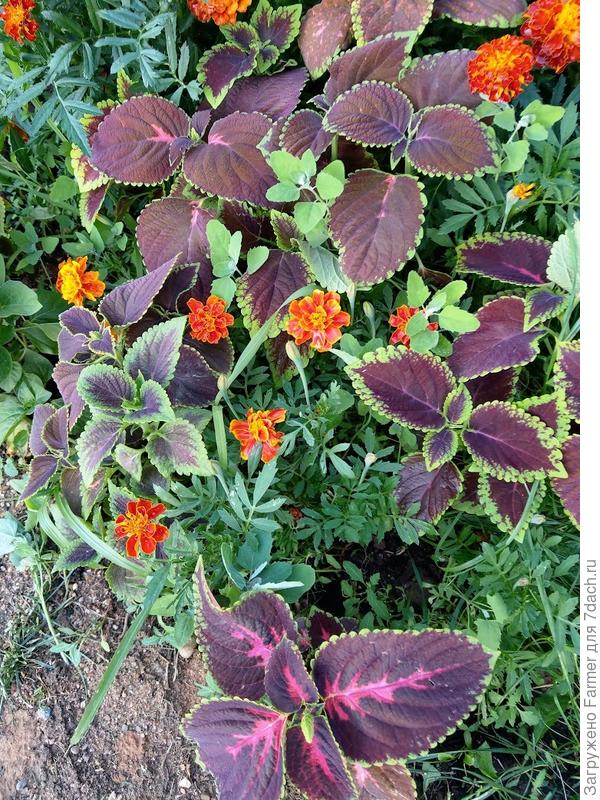 Колеус + бархотки (лето)