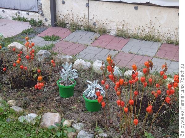 Клумба осенью (уже после первых заморозков)