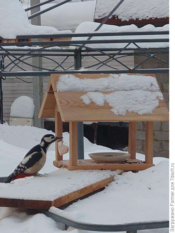 Дятел на разведку прилетал