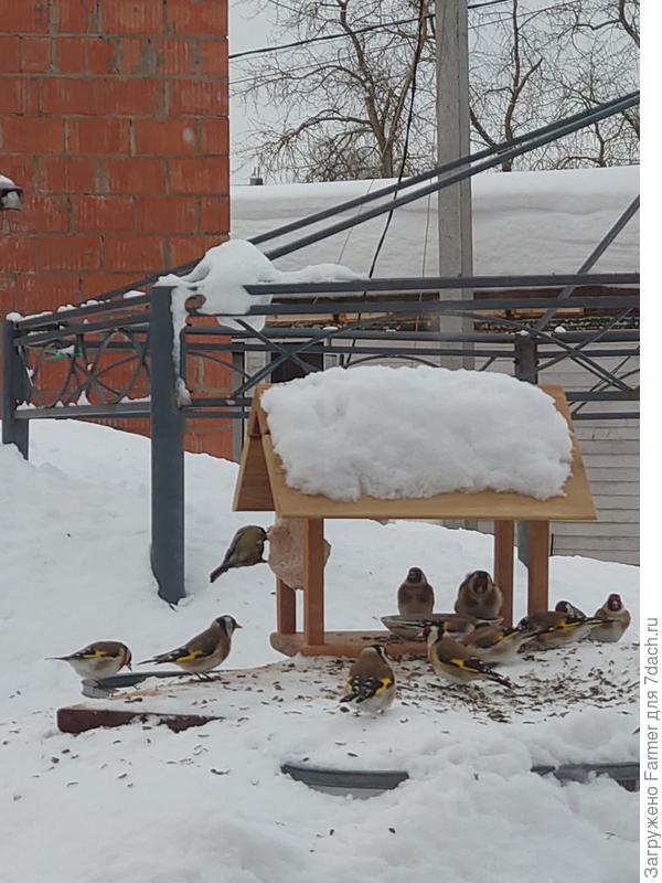 Щеглы налетели. Синичка на сале катается!