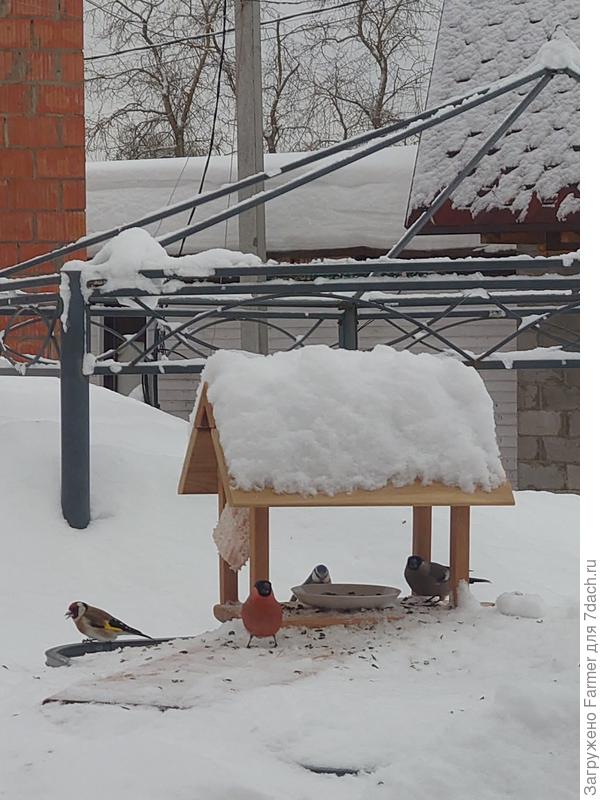 Попросила снегирей посмотреть в камеру