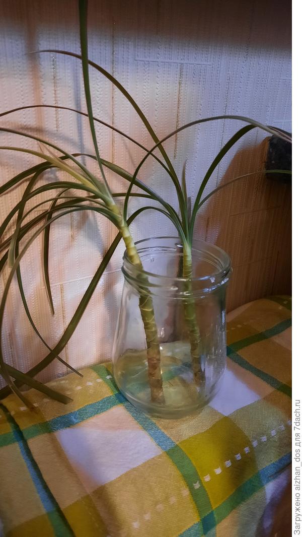 Сделано! Завтра буду пересаживать отросток.