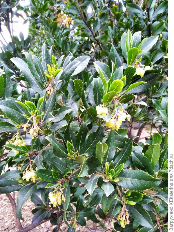 Цветы похожи на ландыш