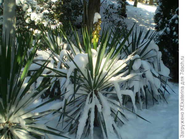 Мороз и солнце...