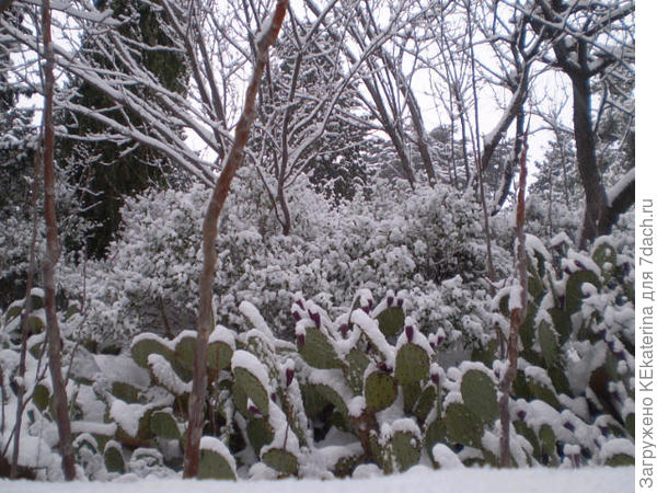 Опунция укрылась, чтобы не замерзнуть