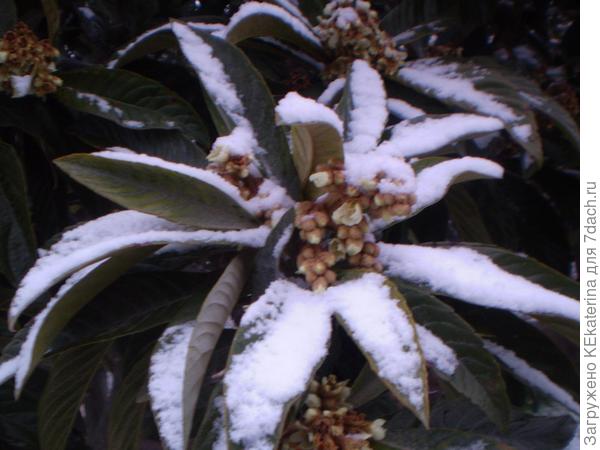 Мушмула готова к цветению