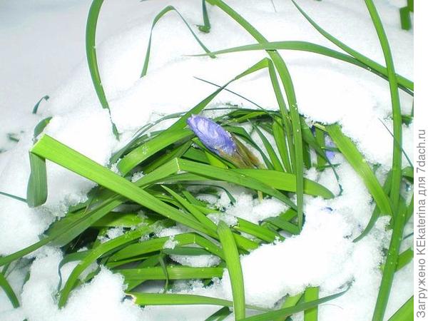 Ирис тянется к Солнцу!