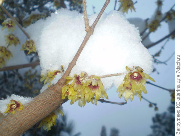 Химонантус, действительно - Зимоцвет!