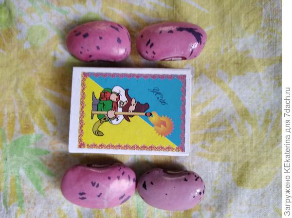 Фасоль из зелёного стручка, из сухих - сиреневая, более тёмная.я