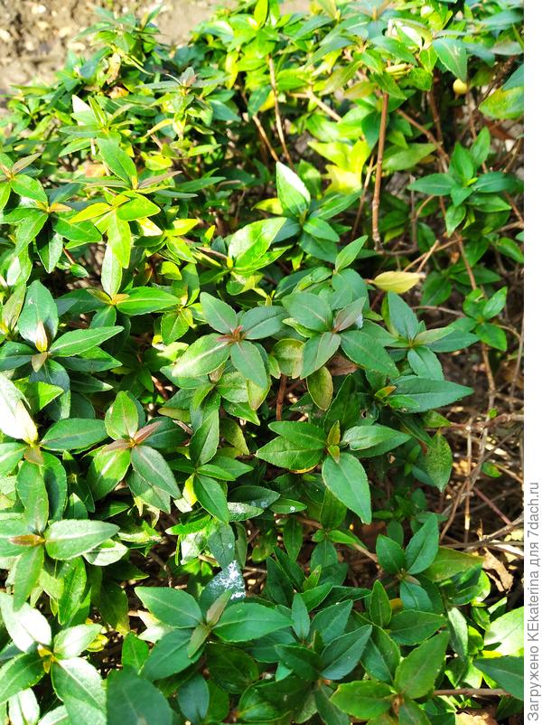 Веточки поближе.