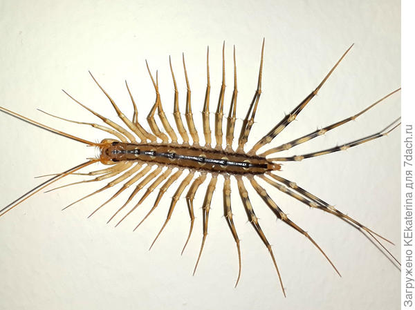 Мухоловка, фото из инета.