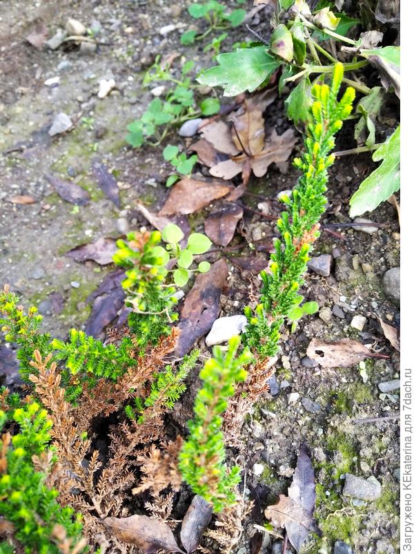 И с фотоаппаратом с микросъёмкой.