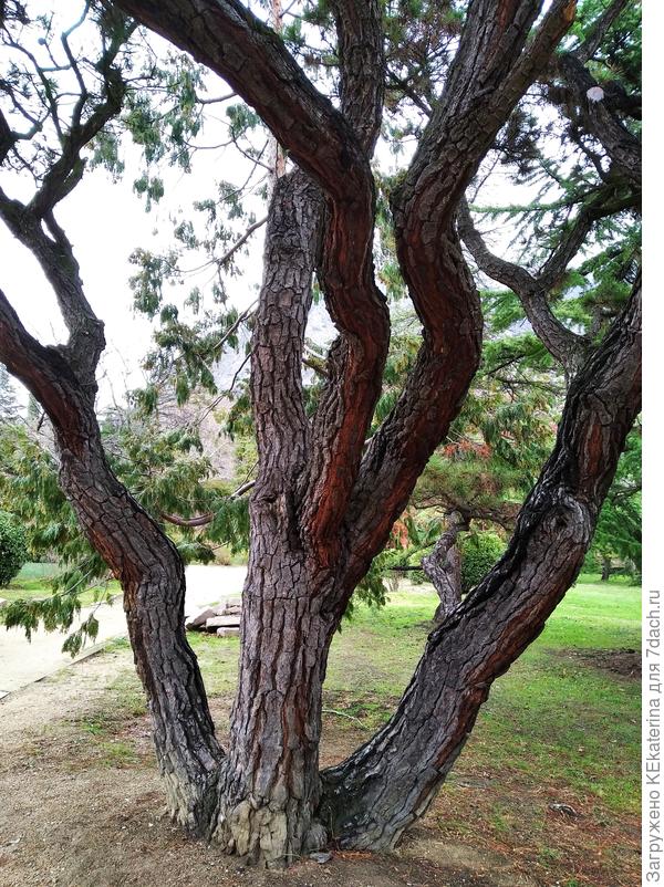 Ствол поближе.